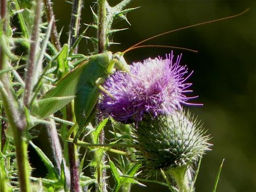 Tettigonia viridissima